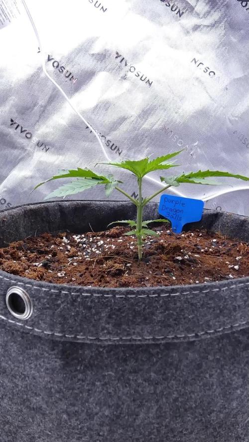 Purple Dragon Balls - 7 East Genetics