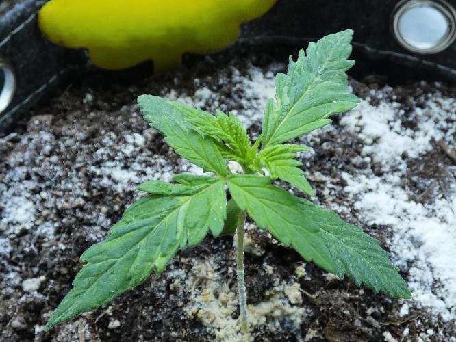 Sour Kush (SSKush) - QCS. Week 13 - Day 14 
(White Powder is Diatomaceous Earth)
