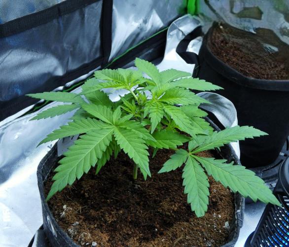 Sour Kush (SSKush) - QCS. Week 13 - Day 28