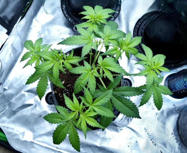Sour Kush (SSKush) - QCS. Week 13 - Day 35