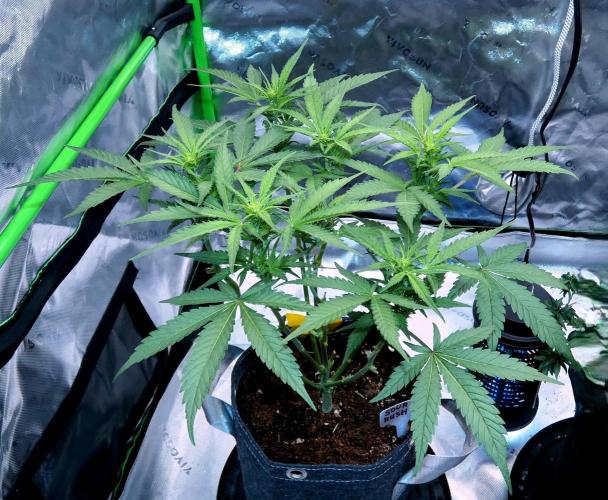 Sour Kush (SSKush) - QCS. Week 13 - Day 49