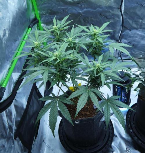 Sour Kush (SSKush) - QCS. Week 13 - Day 56
