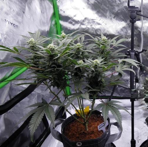 Sour Kush (SSKush) - QCS. Week 13 - Day 63