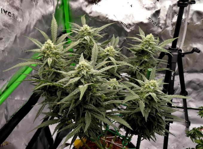 Sour Kush (SSKush) - QCS. Week 13 - Day 70