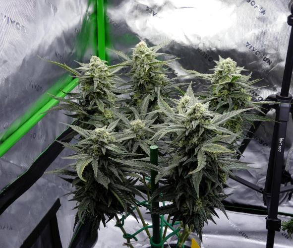 Sour Kush (SSKush) - QCS. Week 13 - Day 77
