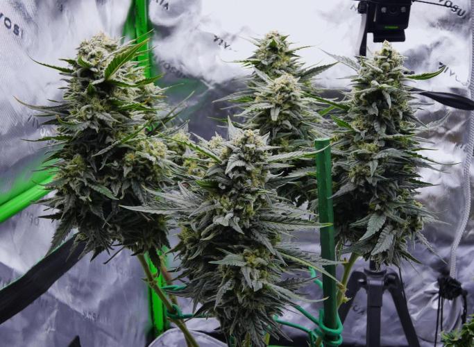 Sour Kush (SSKush) - QCS. Week 13 - Day 84