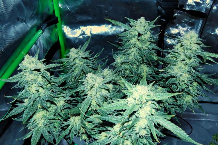 Sour Kush (SSKush) - QCS. Week 13 - Day 86
Harvest Day