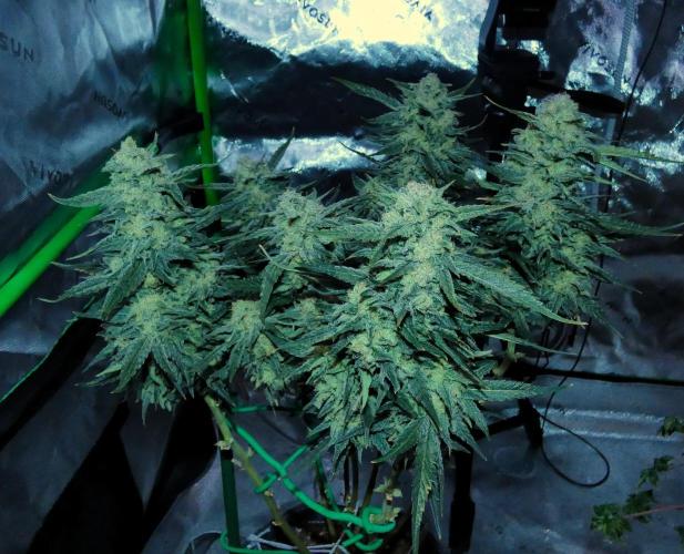 Sour Kush (SSKush) - QCS. Week 13 - Day 86
Harvest Day