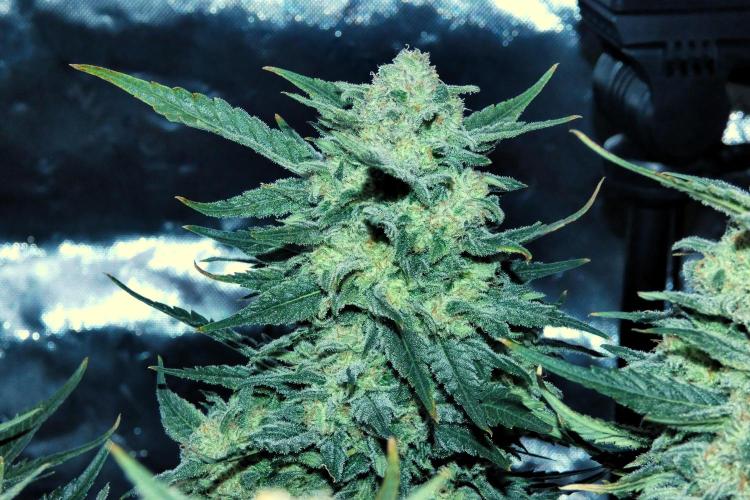 Sour Kush (SSKush) - QCS. Week 13 - Day 86
Harvest Day