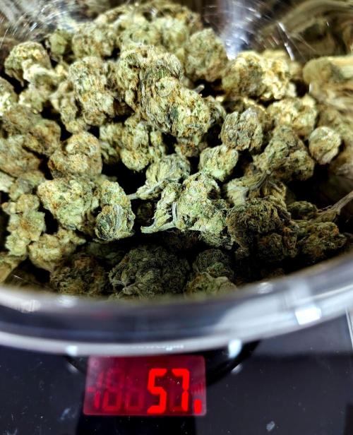 Sour Kush (SSKush) - QCS. Week 13 - 57g dry weight post-trim (no cheating)
