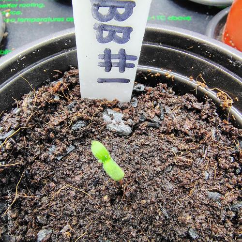 Blueberry Bastard F4 - 7 East Genetics. Week 15 - Germination