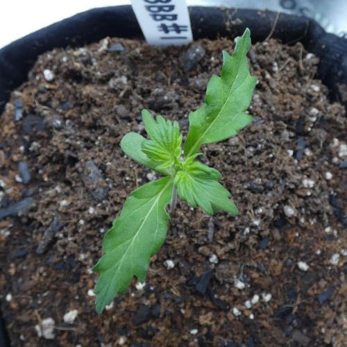 Blueberry Bastard F4 - 7 East Genetics. Week 15 - Day 7
