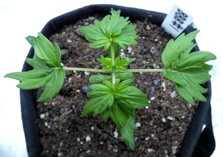 Blueberry Bastard F4 - 7 East Genetics. Week 15 - Day 14