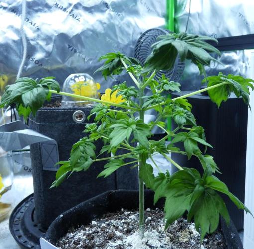Blueberry Bastard F4 - 7 East Genetics. Week 15 - Day 28