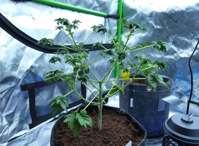 Blueberry Bastard F4 - 7 East Genetics. Week 15 - Day 42