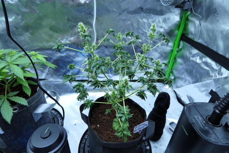 Blueberry Bastard F4 - 7 East Genetics. Week 15 - Day 49