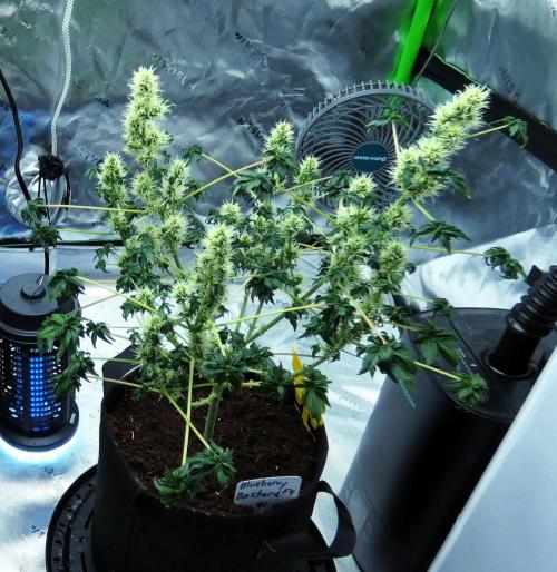 Blueberry Bastard F4 - 7 East Genetics. Week 15 - Day 56