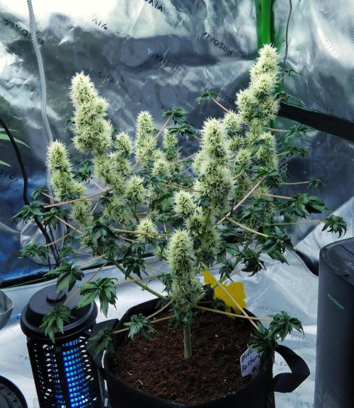 Blueberry Bastard F4 - 7 East Genetics. Week 15 - Day 63