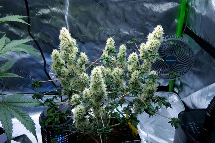 Blueberry Bastard F4 - 7 East Genetics. Week 15 - Day 70