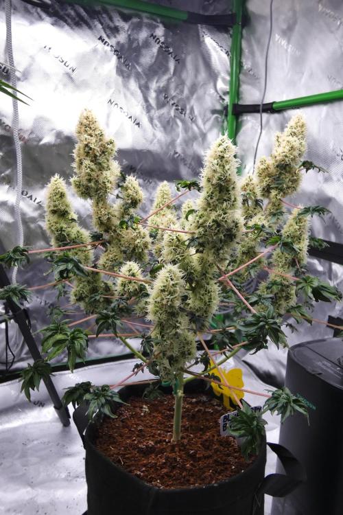 Blueberry Bastard F4 - 7 East Genetics. Week 15 - Day 77