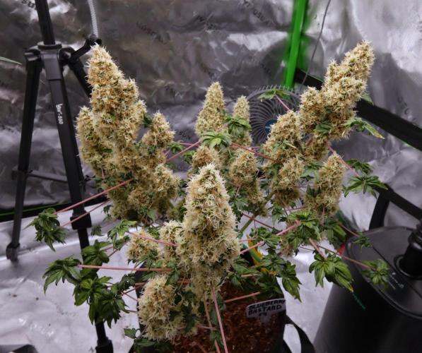 Blueberry Bastard F4 - 7 East Genetics. Week 15 - Day 84