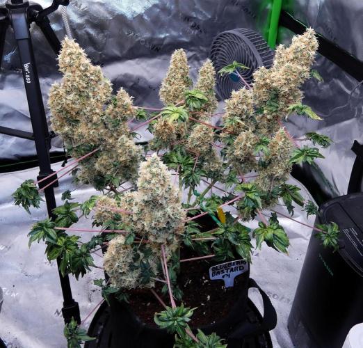 Blueberry Bastard F4 - 7 East Genetics. Week 15 - Day 91