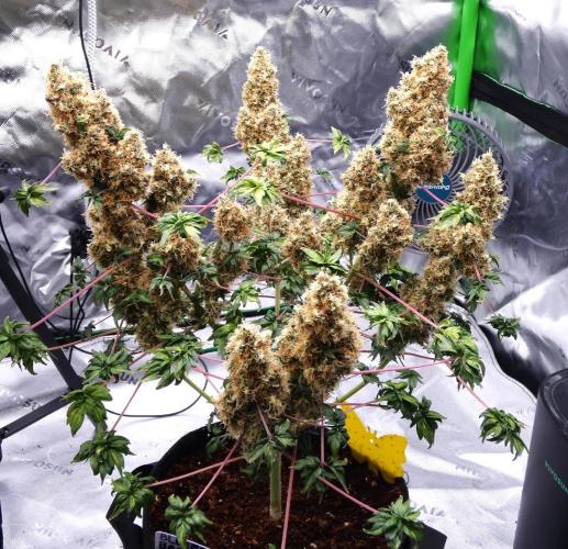 Blueberry Bastard F4 - 7 East Genetics. Week 15 - Day 98