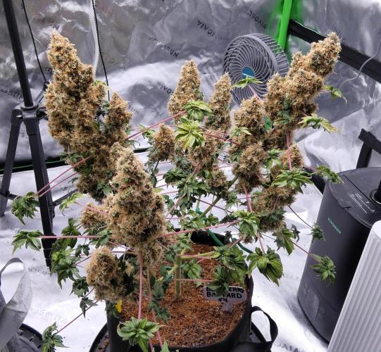 Blueberry Bastard F4 - 7 East Genetics. Week 15 - Day 101