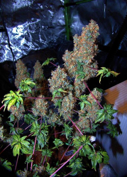 Blueberry Bastard F4 - 7 East Genetics. Week 15 - Day 102
Harvest