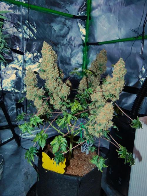 Blueberry Bastard F4 - 7 East Genetics. Week 15 - Day 102
Harvest