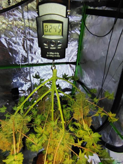 Blueberry Bastard F4 - 7 East Genetics. Week 15 - Day 102
245g wet weight