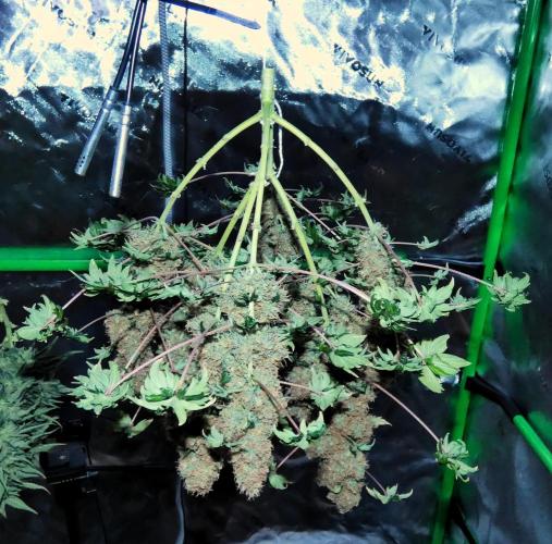 Blueberry Bastard F4 - 7 East Genetics. Week 15 - Day 102
Drying