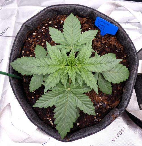 Crush Soda Kush. Week 3
