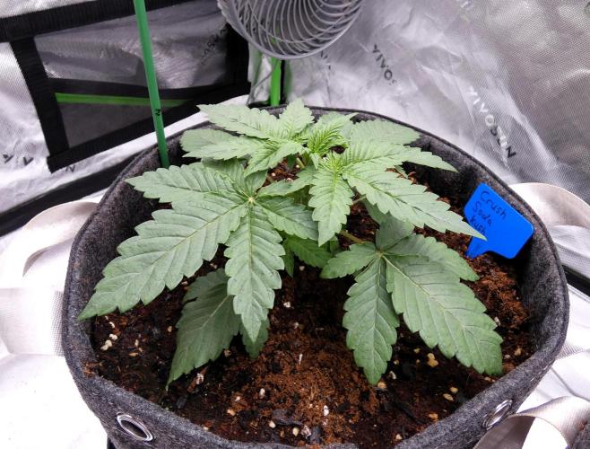 Crush Soda Kush. Week 3