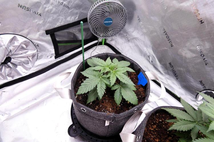 Crush Soda Kush. Week 3