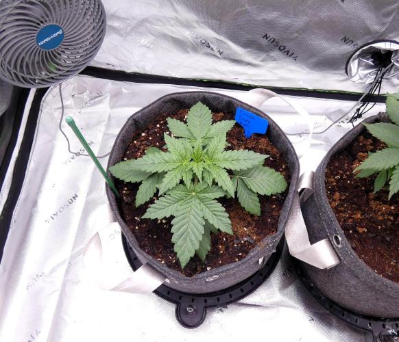 Crush Soda Kush. Week 3