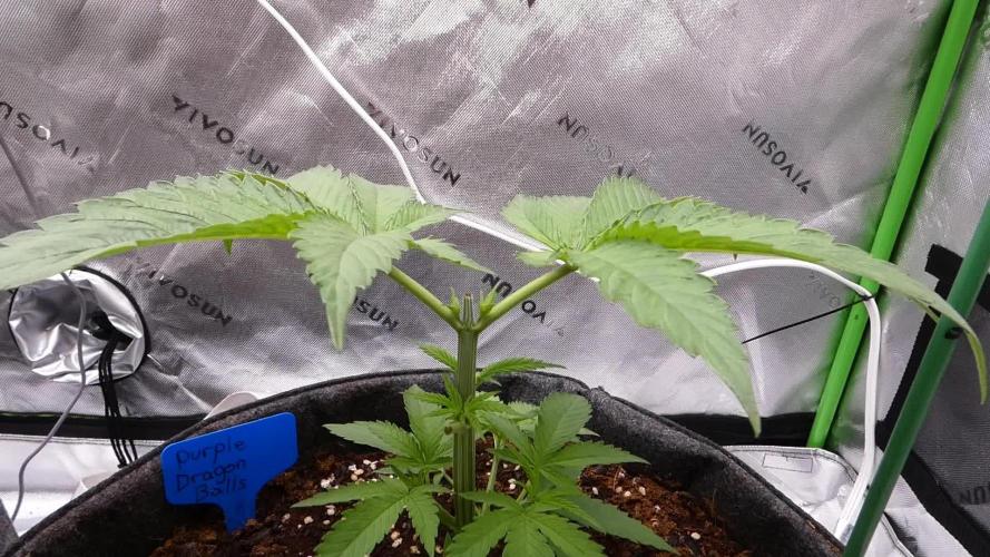 Purple Dragon Balls - 7 East Genetics