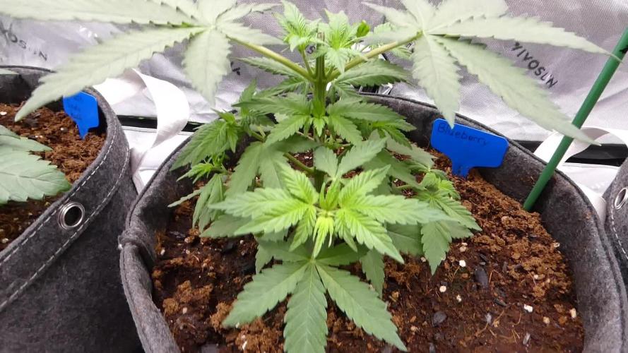 Blueberry - QCS