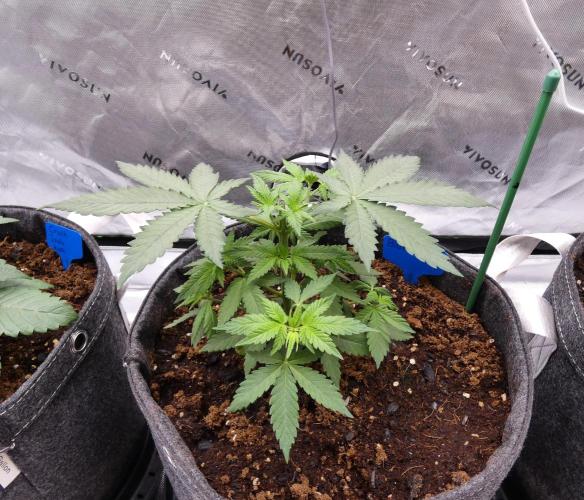 Blueberry - QCS. Week 4