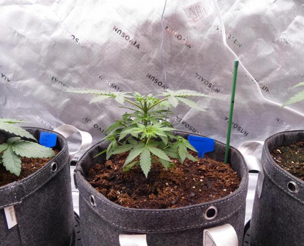 Blueberry - QCS. Week 4