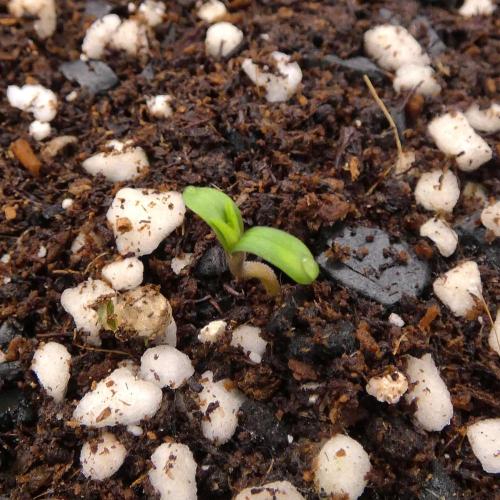 Wyrm Whiskers F1 (regular seeds). Week 0 - #1