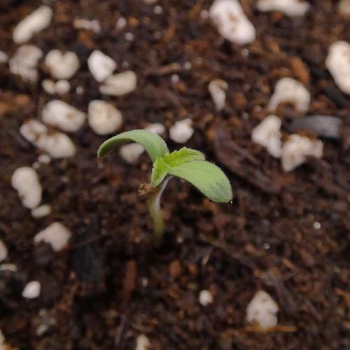Wyrm Whiskers F1 (regular seeds). Week 0 - #2