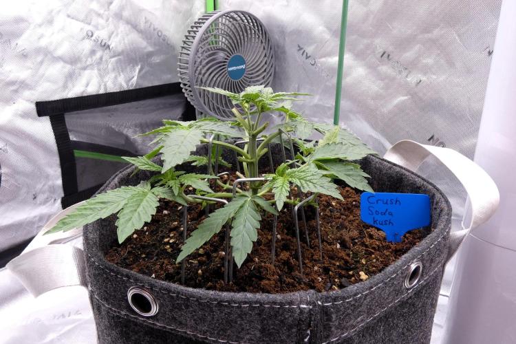 Crush Soda Kush. Week 4