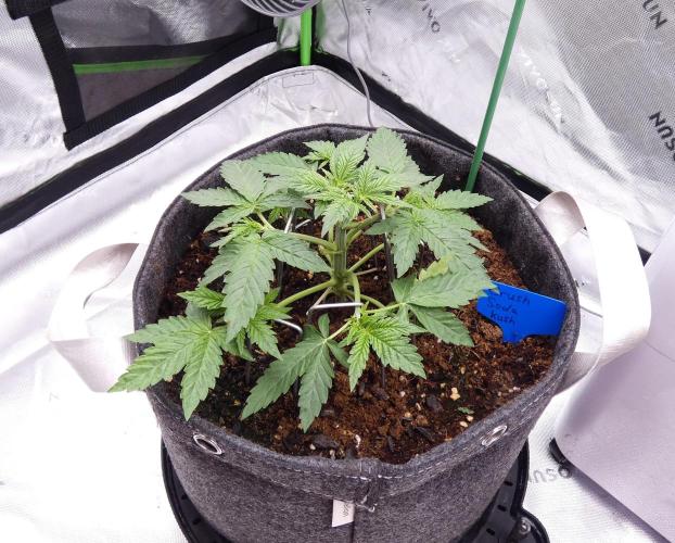 Crush Soda Kush. Week 4