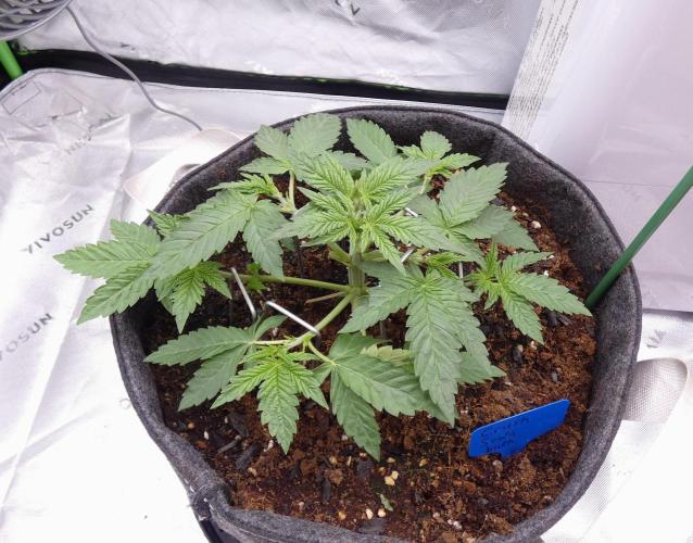 Crush Soda Kush. Week 4