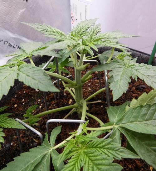 Crush Soda Kush. Week 4