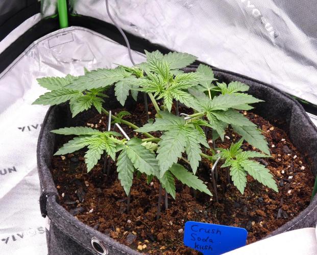 Crush Soda Kush. Week 4