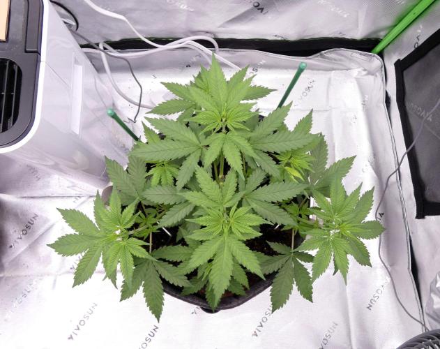 Blueberry - QCS. Week 5