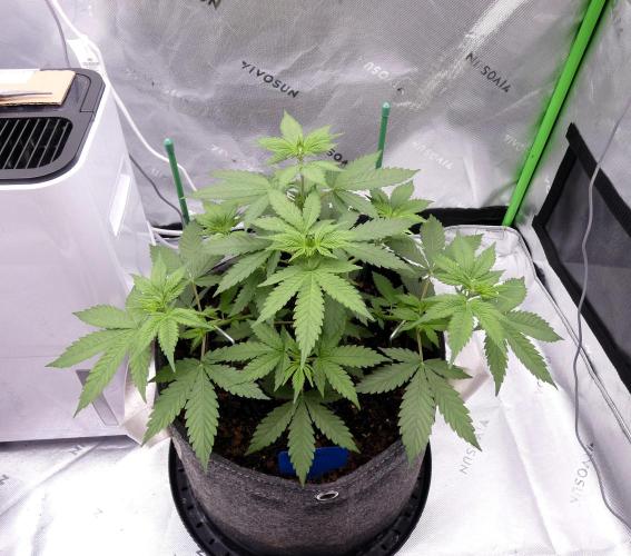 Blueberry - QCS. Week 5