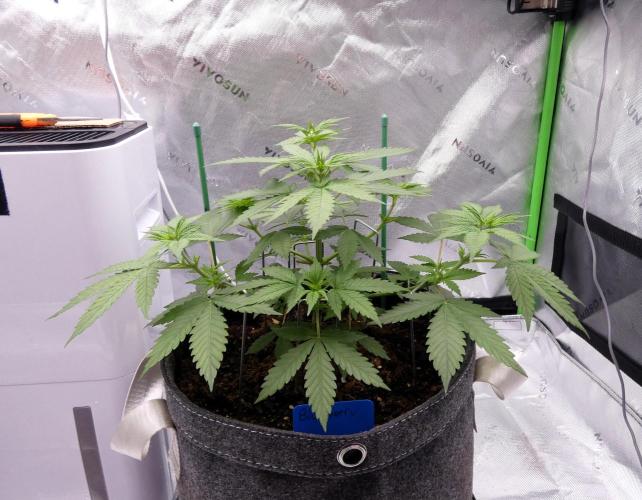 Blueberry - QCS. Week 5